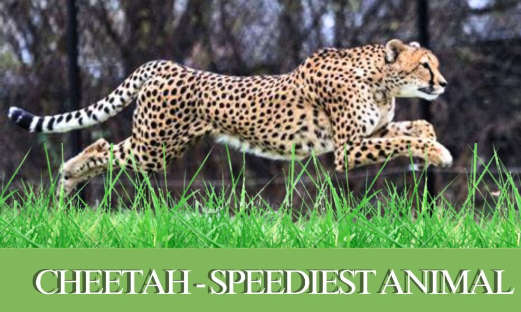 rajkotupdates.newscheetah-magnificent-but-fragile-experts-list-concerns-for-cheetahs